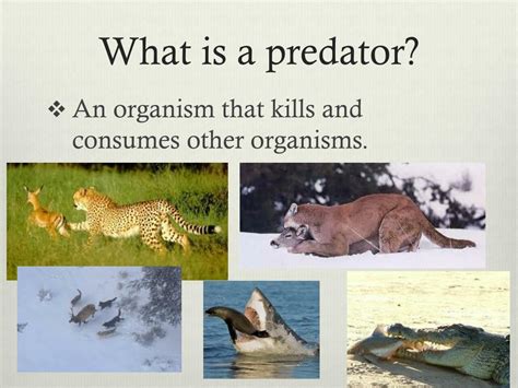 The Culprit From the Wild: Unraveling the Definition of a Predator