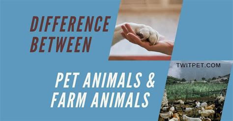 What Is The Difference Between Pet And Farm Animals