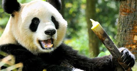 What Is The Least Intelligent Farm Animal