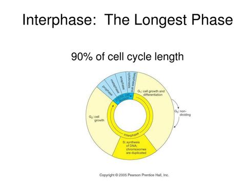 What Is The Longest Phase Of The Cell Cycle