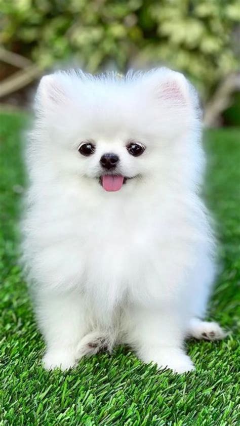 What Is The Most Cutest Dog