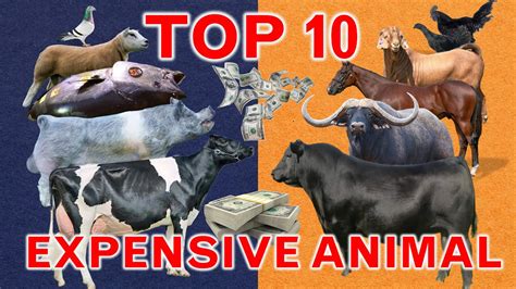 What Is The Most Expensive Farm Animal