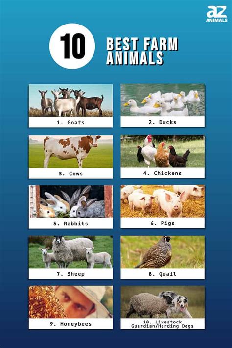 What Is The Most Farmed Animal In The World