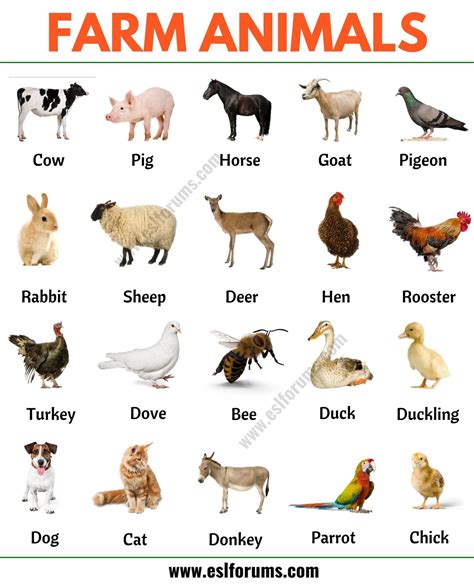 What Is The Most Popular Farm Animal