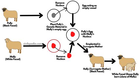 What Is The Process Of Cloning Farm Animals