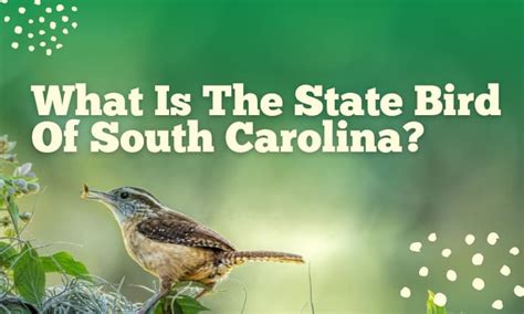 Discover the Sc State Game Bird - Fascinating Facts and More!