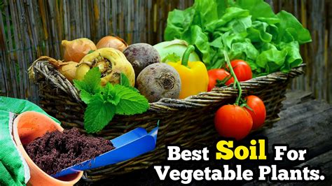 What Is Vegetable Garden Soil