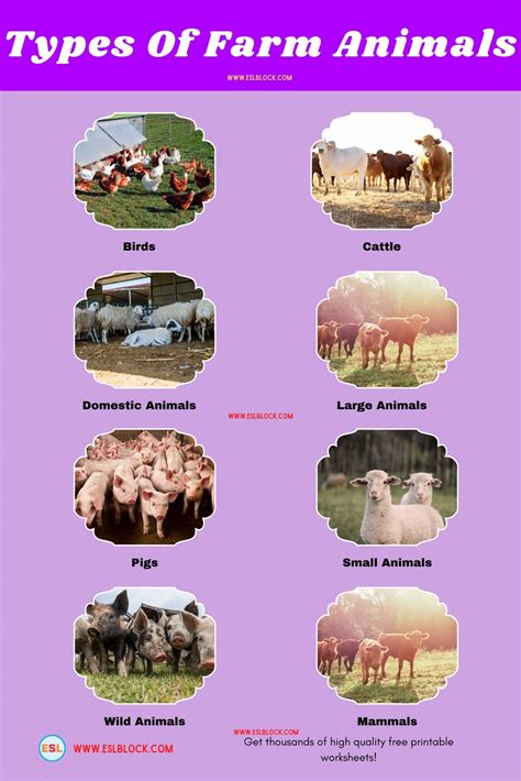 What Kind Of Animal Can Classification A Farm