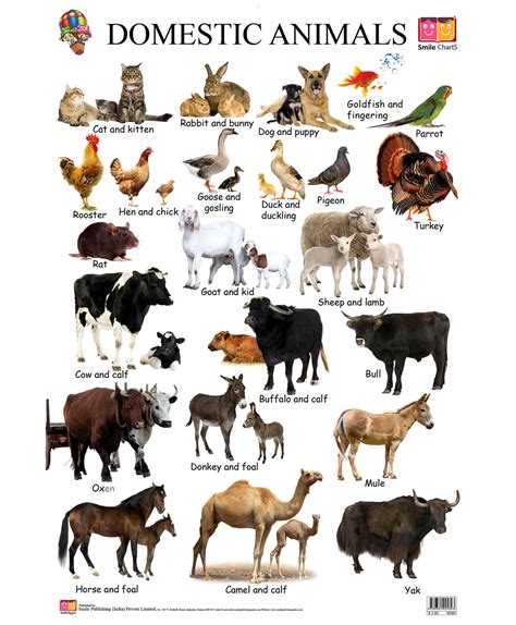 What Kingdom Are Domestic Farm Animals In