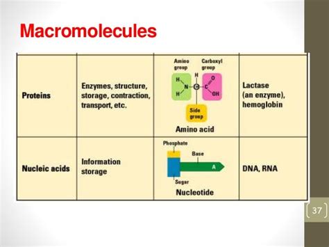 What Macromolecule Is An Enzyme