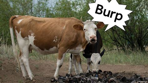 What Might Make Farm Animals Burp Less