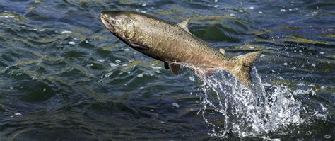 What Most Directly Enables Salmon To Swim In A River