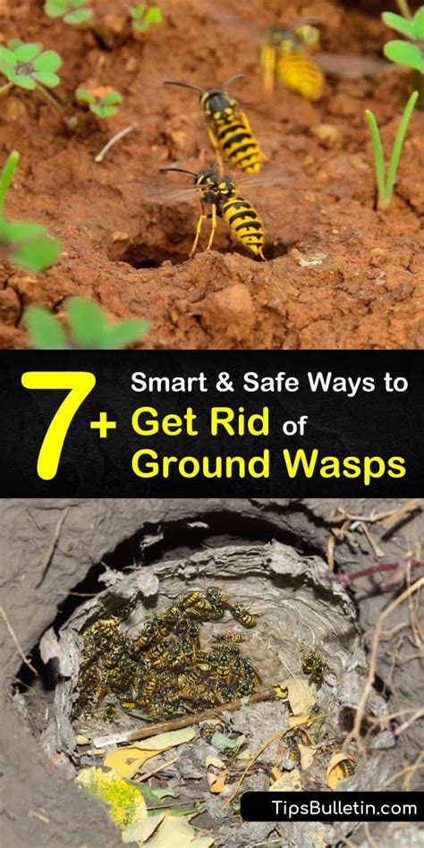 What Not to Do When Removing Ground Wasps