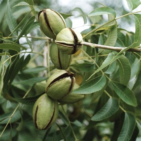 Discover the Rich Diversity of Native North American Nuts: A Comprehensive Guide!