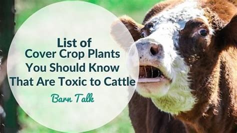 What Produce Is Poisonous To Farm Animals