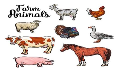 What Resources Are Used To Raise Farm Animals For Meat