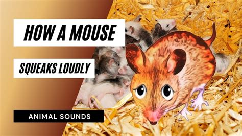 What Should You Do If You Hear A Mouse Squeaking