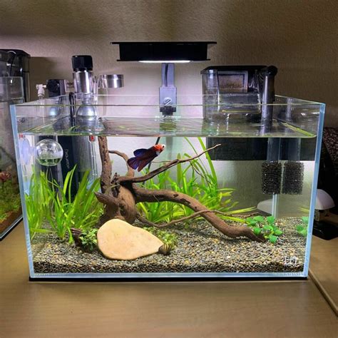 What Size Tank For A Betta