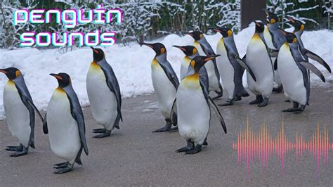 What Sound Do Penguins Make