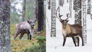 What Sound Do Reindeer Make