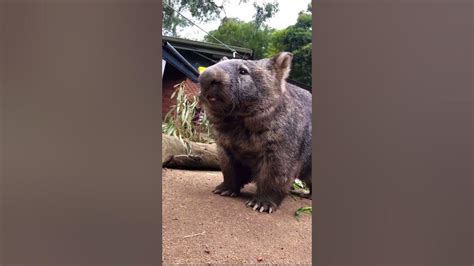 What Sound Does A Wombat Make