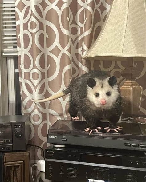 What Sounds Do Possums Make