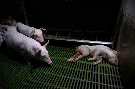 What Special Treatment Did Pigs And Piglets Get Animal Farm