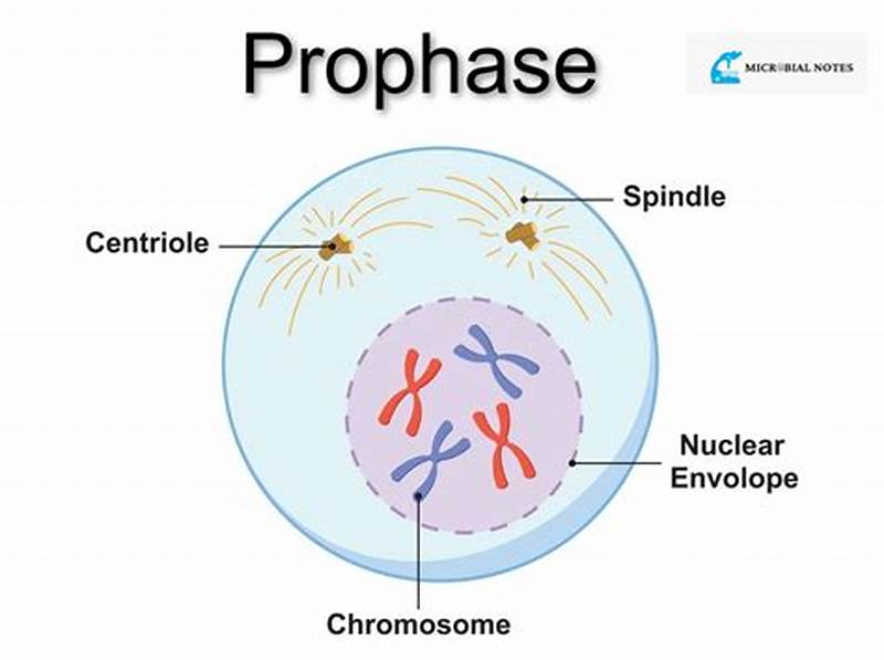 What Structures Form During Prophase