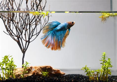 What Temp Do Betta Fish Like