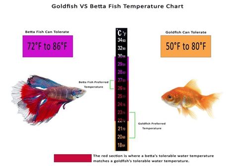 What Temp Is Good For Betta Fish