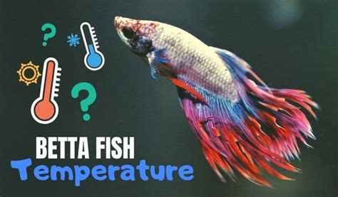 What Temp Should Water Be For Betta Fish