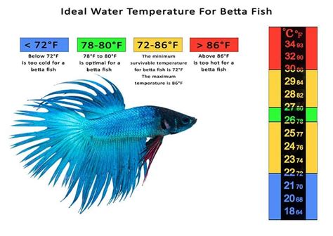 What Temperature Water Do Betta Fish Need