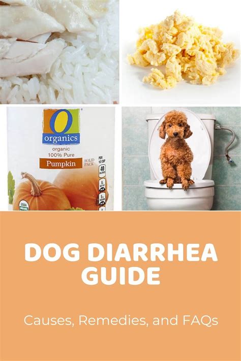 5 Effective Home Remedies for Relief from Dog Diarrhea – A Guide for Pet Owners