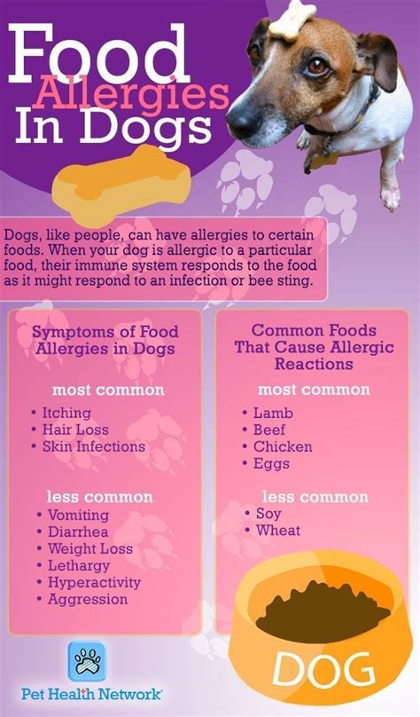 What To Feed A Dog With Food Allergies