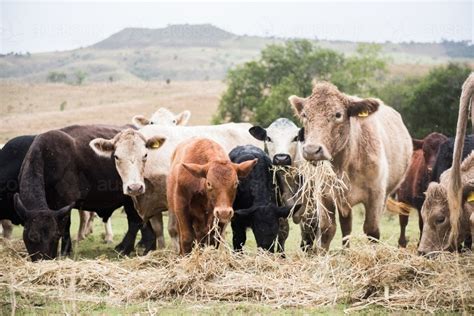 What Type Of Hay Do Farm Animals Eat