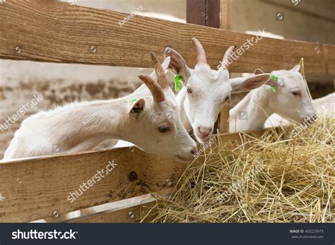 What Type Of Hay Do Farm Animals Eat