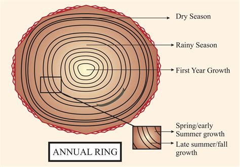 What are annual rings