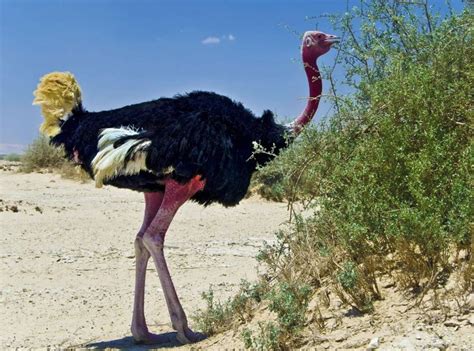 What do ostriches eat - General Discussion - Funcom Forums