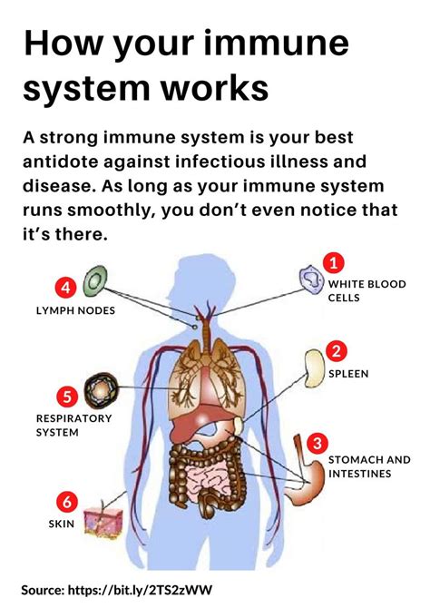 What happens to your immune system if you don’t eat for 2 days