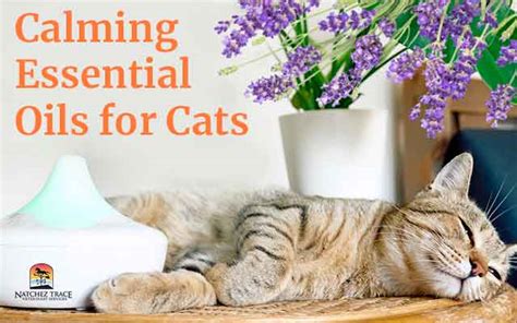 What to Do If Your Cat Is Exposed to Essential Oils