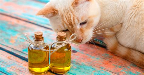 What to Do If Your Cat Is Exposed to Toxic Oils