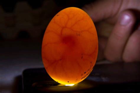 What to Look For During Candling