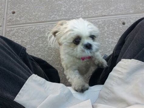 What to Look for in a Top-Rated Dog Walker Las Vegas Service