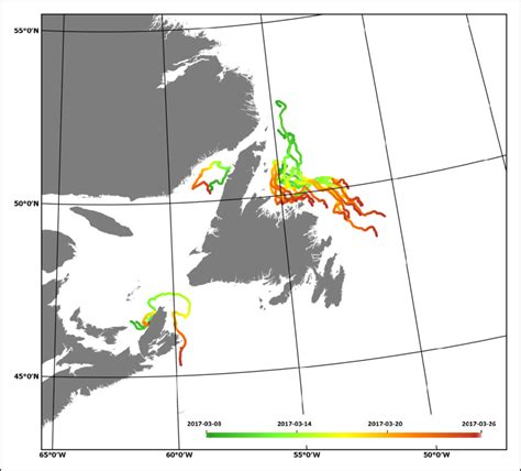 What to Monitor During Whelping