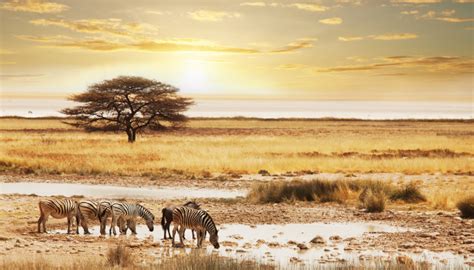 What to Pack for Your Game Drive