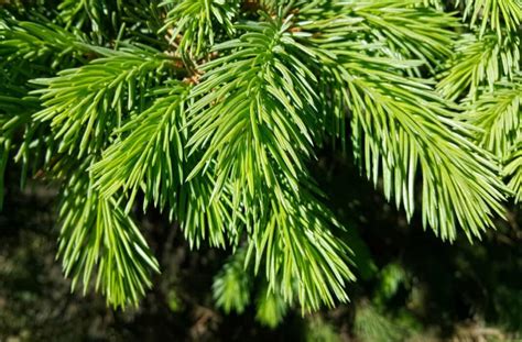 What to consider when choosing evergreen trees for gardens