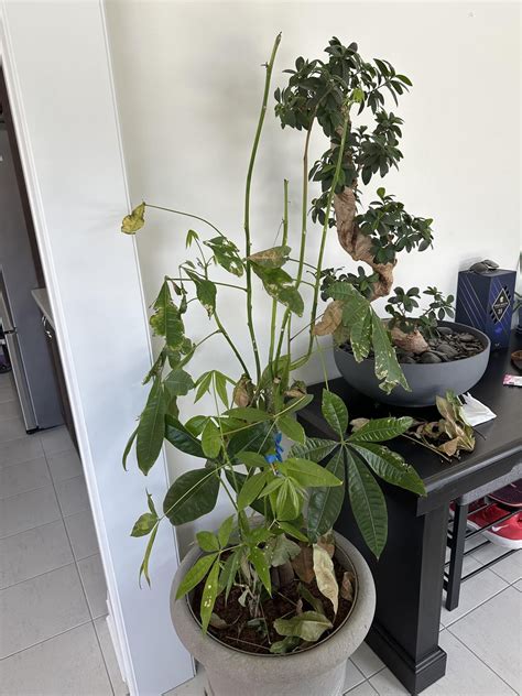 What to do if a plant is damaged while moving