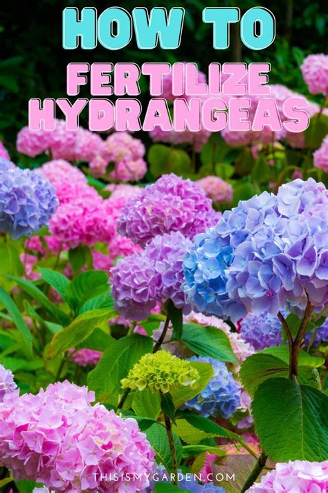 What to feed hydrangeas to make them bloom