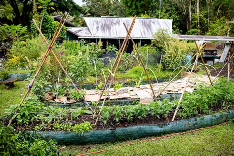 What to grow in a permaculture garden