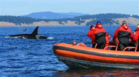 What to pack whale watching